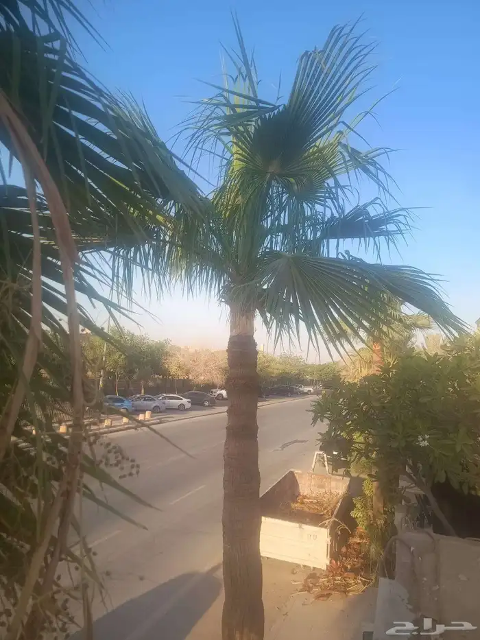 عمال النخل 4