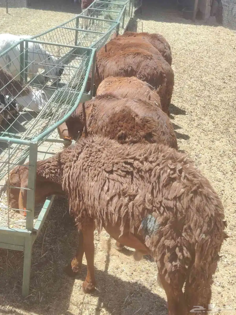 برابر وتيوس وقعود وسواكن   اسعار تنافسيه جدا جدا للجمله 5
