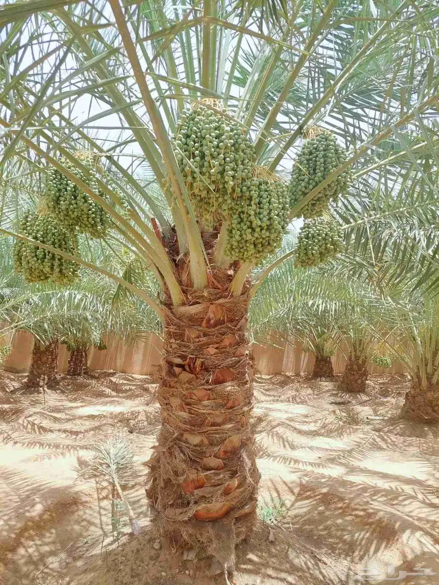 نخل مثمر للبيع اخلاص سكري برحي هلالي صقعي شيشي روثان غر برني 9