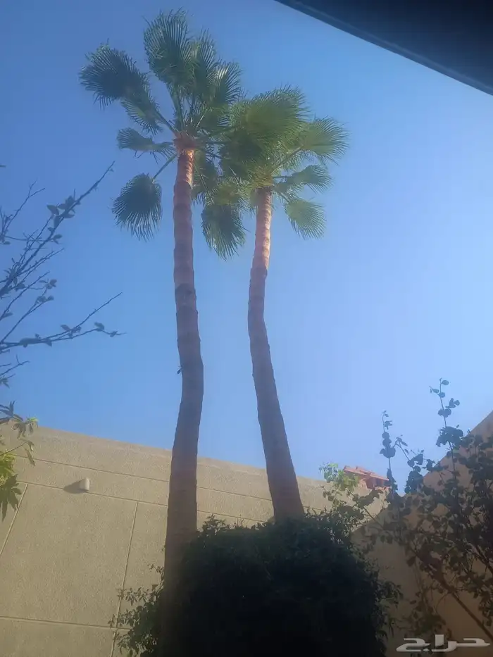 عمال النخل 5