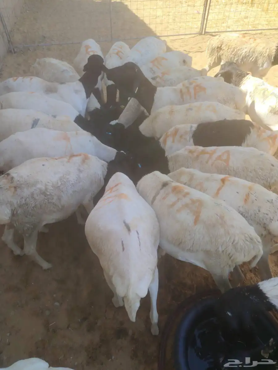 برابر وتيوس وقعود وسواكن   اسعار تنافسيه جدا جدا للجمله 6