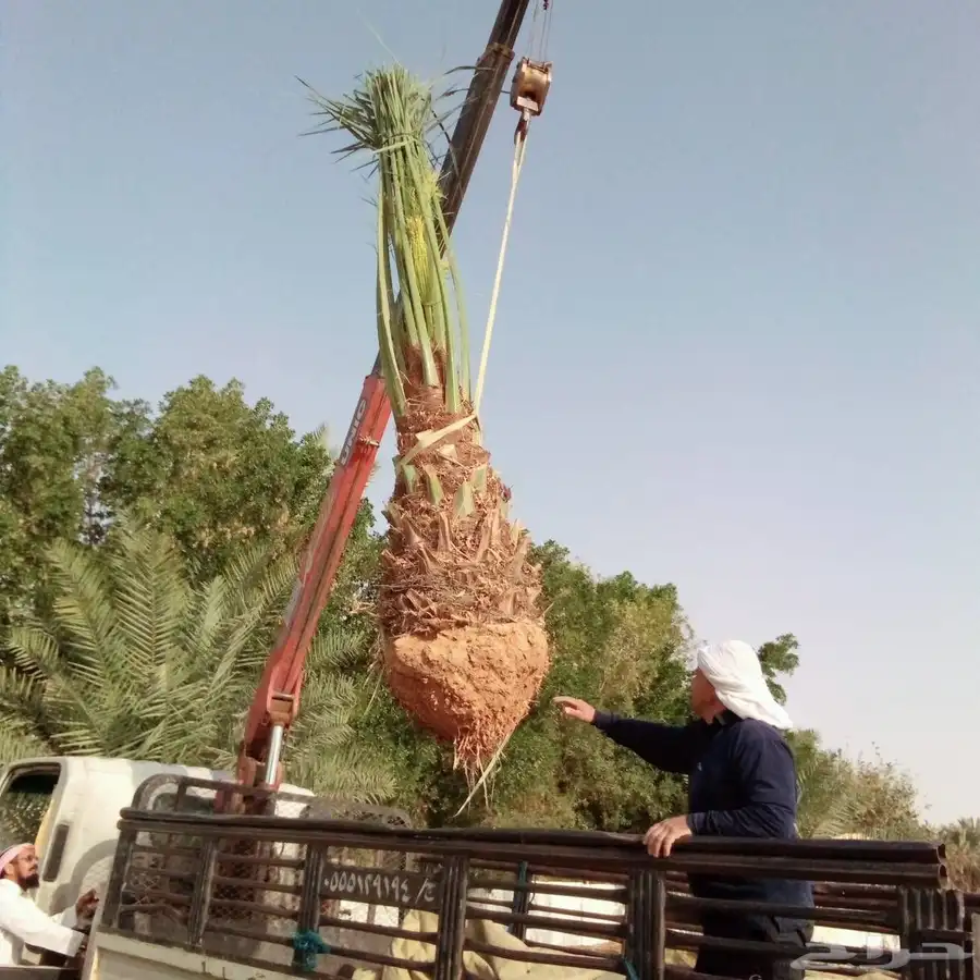 نخل مثمر للبيع اخلاص سكري برحي هلالي صقعي شيشي روثان غر برني 5