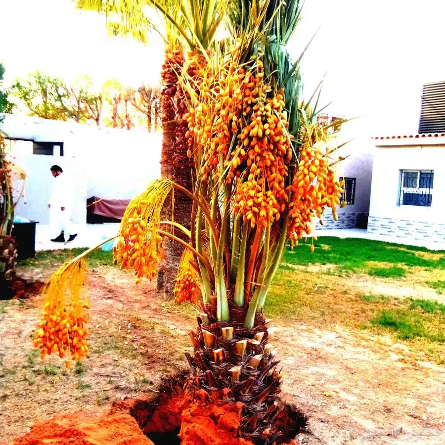 نخل مثمر للبيع اخلاص سكري برحي هلالي صقعي شيشي روثان غر برني 1