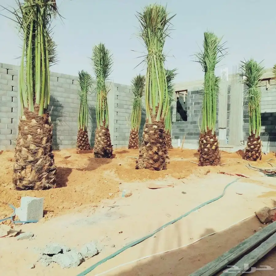 نخل مثمر للبيع اخلاص سكري برحي هلالي صقعي شيشي روثان غر برني 2