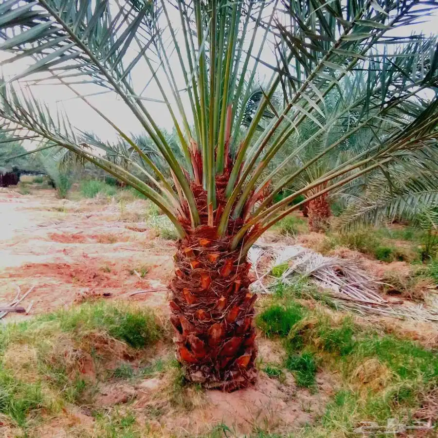 نخل مثمر للبيع اخلاص سكري برحي هلالي صقعي شيشي روثان غر برني 4