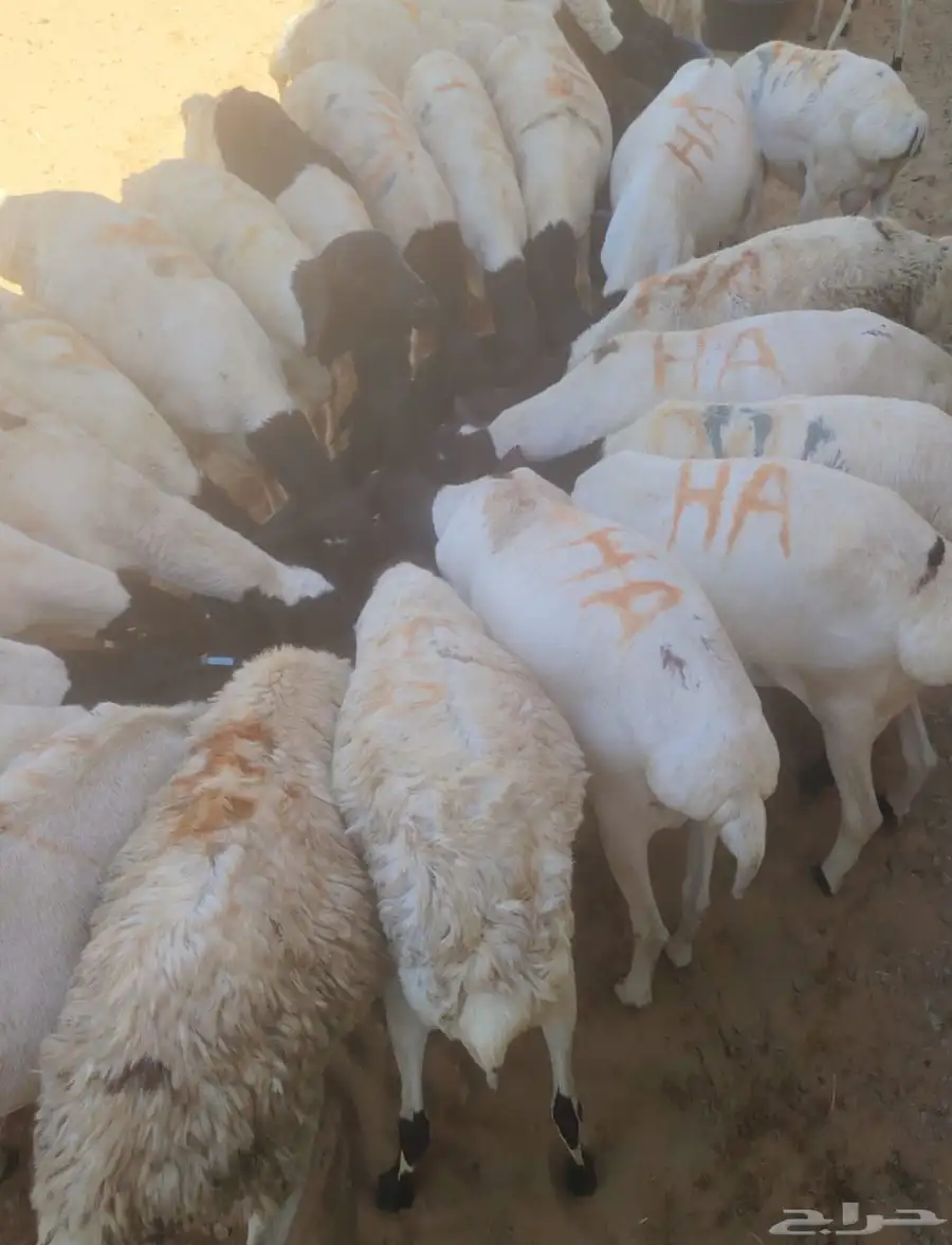 برابر وتيوس وقعود وسواكن   اسعار تنافسيه جدا جدا للجمله 3
