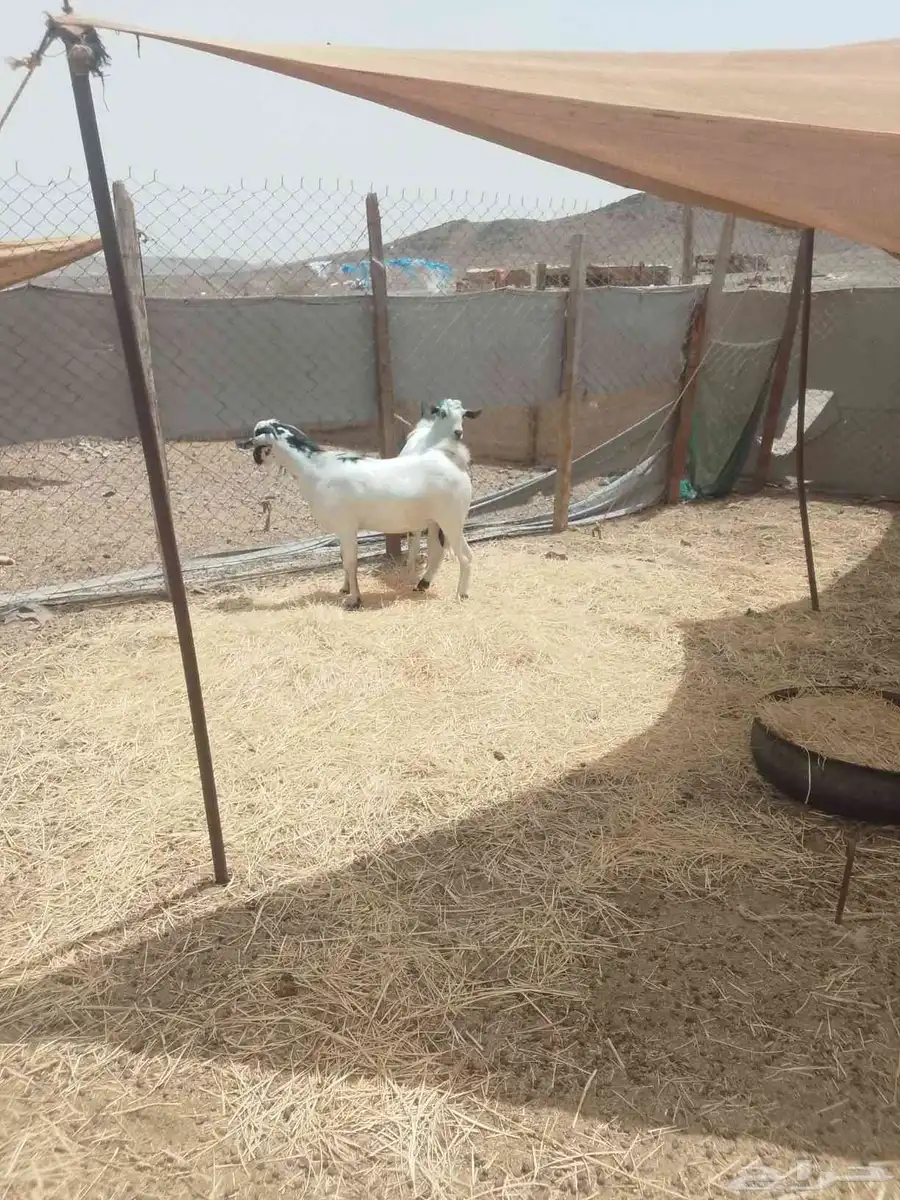 تيس بيشي 1