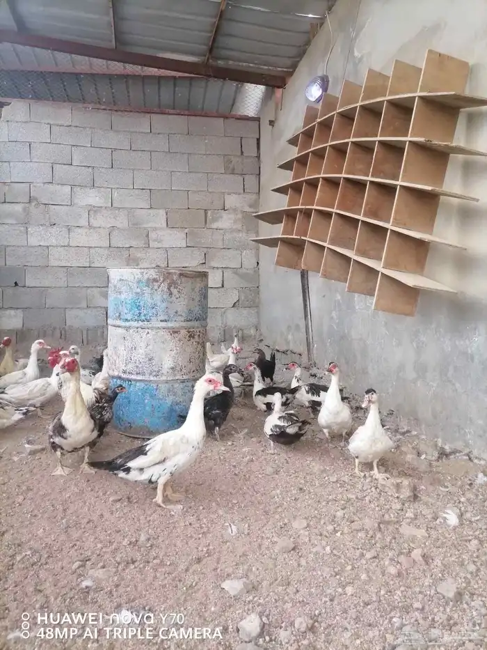 للبيع بط بلدي درجة أولى سعر مغري 6
