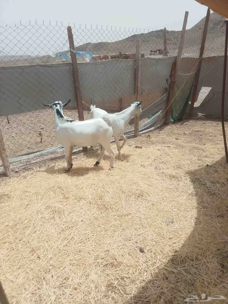 تيس بيشي 0