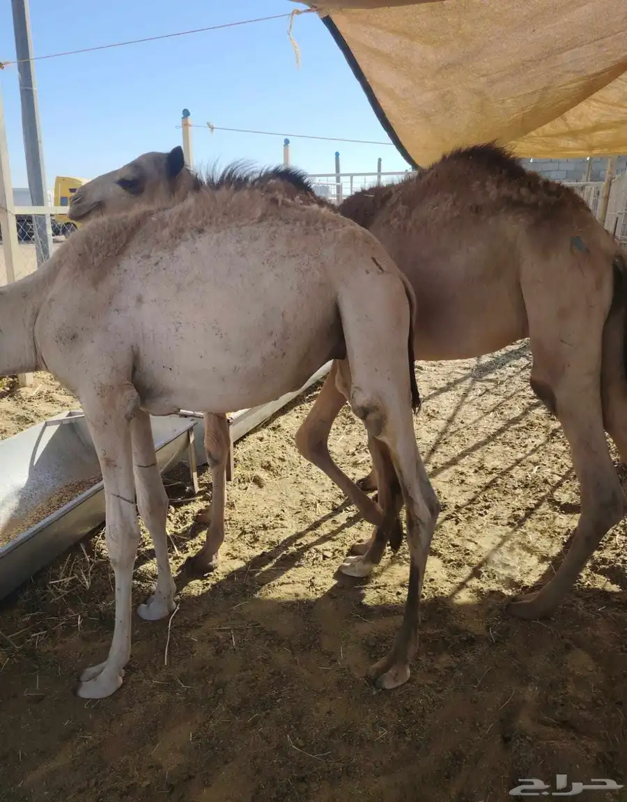 برابر وتيوس وقعود وسواكن   اسعار تنافسيه جدا جدا للجمله 9