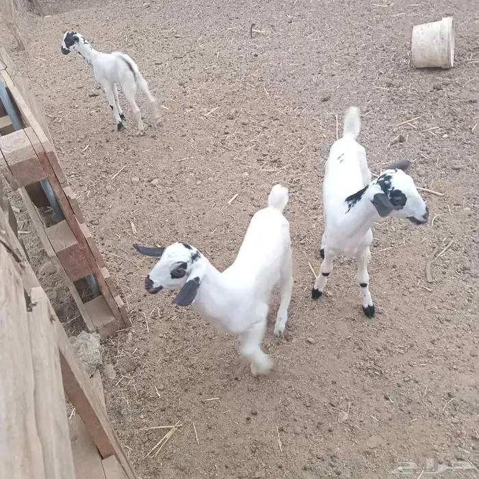 تيوس 3