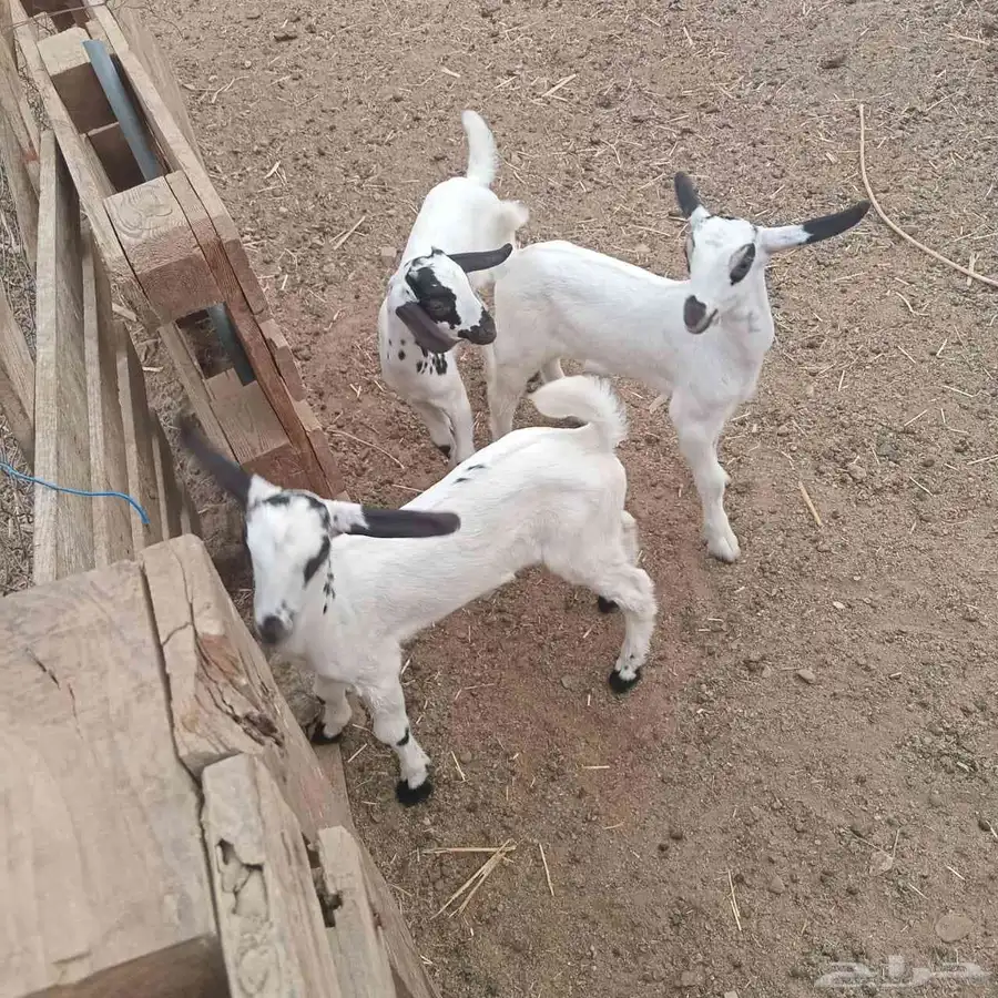 تيوس 2