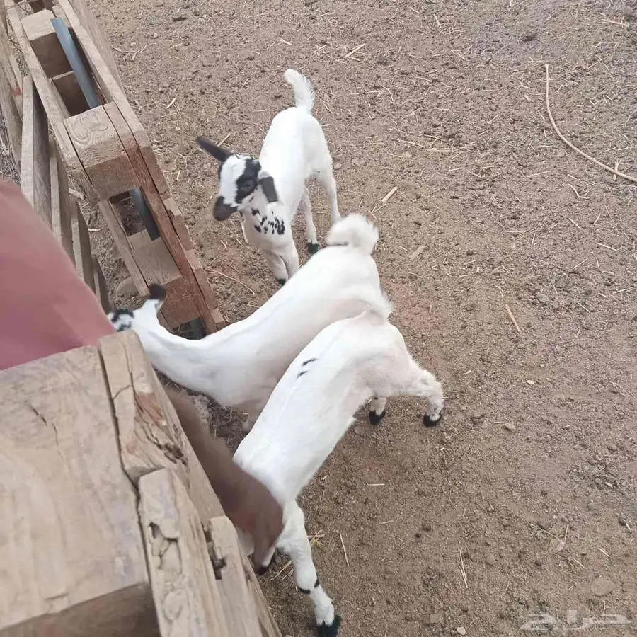 تيوس 1