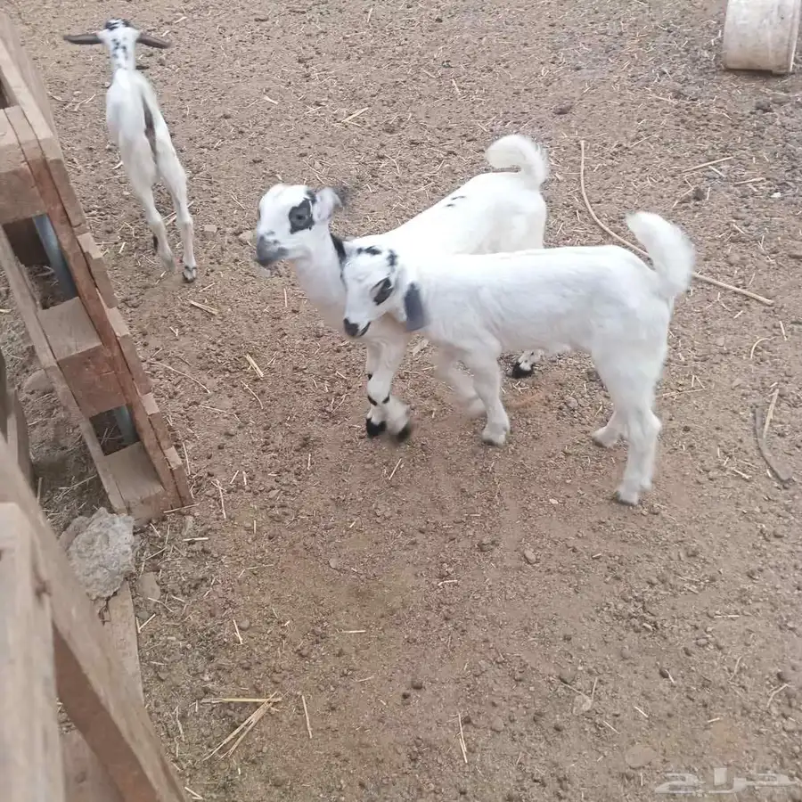 تيوس 0