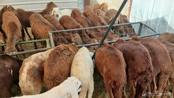 سواكن مرابي شهرين لحوم طيبة واعمار صغيرة 5