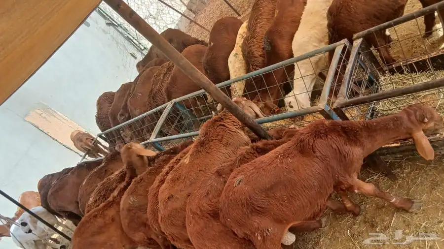 سواكن مرابي شهرين لحوم طيبة واعمار صغيرة 2