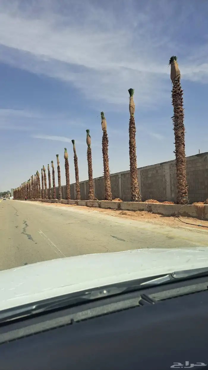 نخيل وشنطني زينه 6