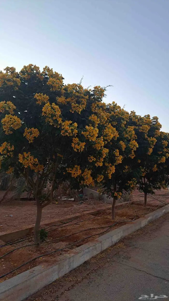 نخيل وشنطني زينه 5