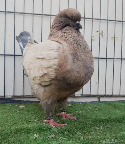 ذكر مودينا أمريكي اوبل بطل 0