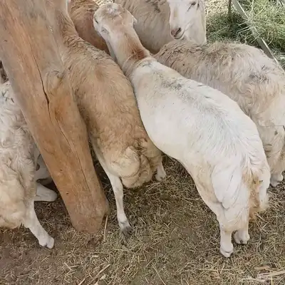 خرفان دنكلي فاخر للمناسبات 0