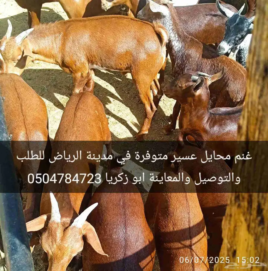 غنم محايل عسير متوفرة في مدينة الرياض للطلب والمعاينة 1