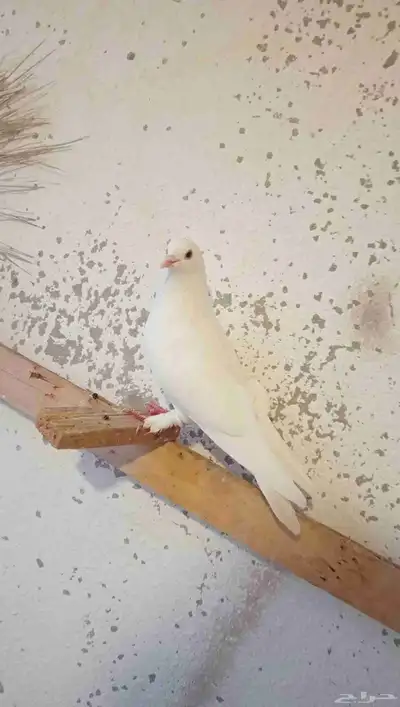 للبيع حمام طيار باكستاني 8