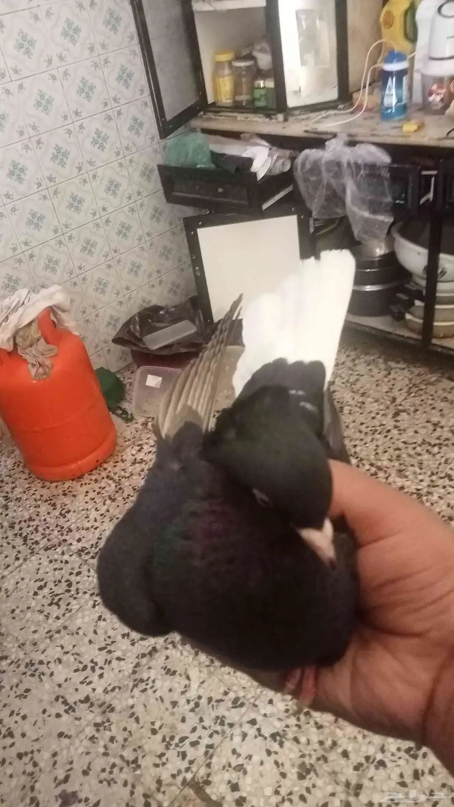 للبيع زوج قطيفي مذيل ومعقد 0