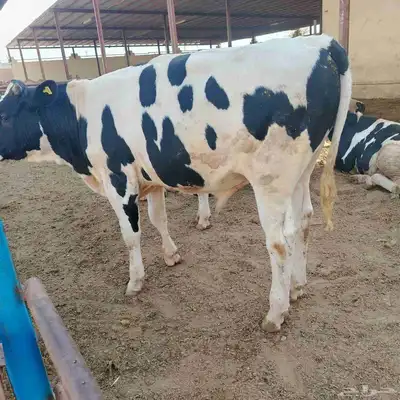 عجول هولشتين (هولندي) 16