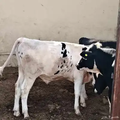 عجول هولشتين (هولندي) 12