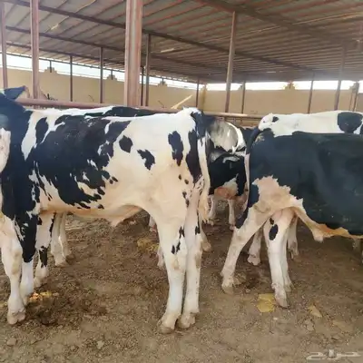 عجول هولشتين (هولندي) 14