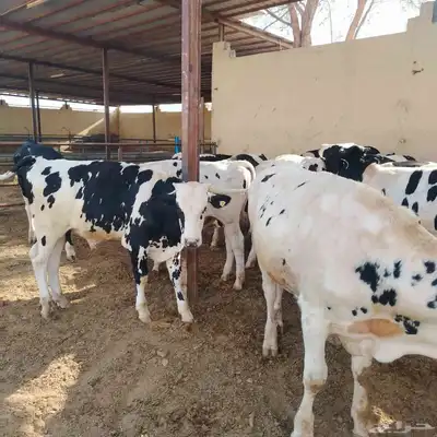 عجول هولشتين (هولندي) 8