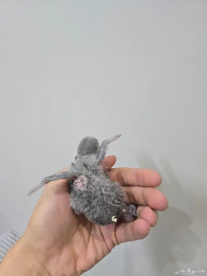 فرخ لوري بلو ستريك 1