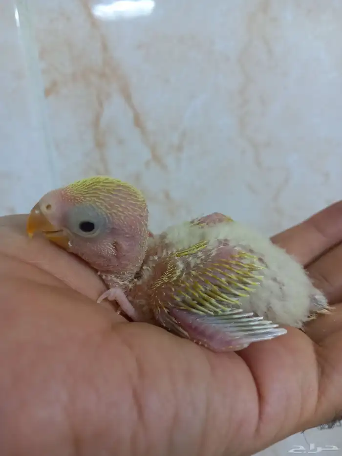 فرخ روز لون مميز 1