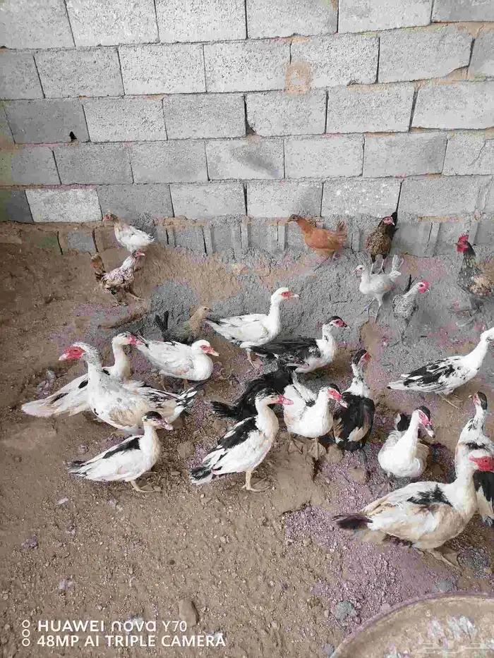 للبيع بط بلدي درجة أولى سعر مغري 3