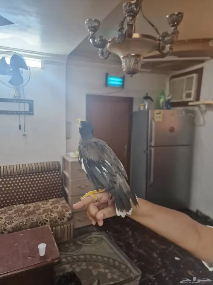 مينو تربيه ولعوب مع الاطفال 1