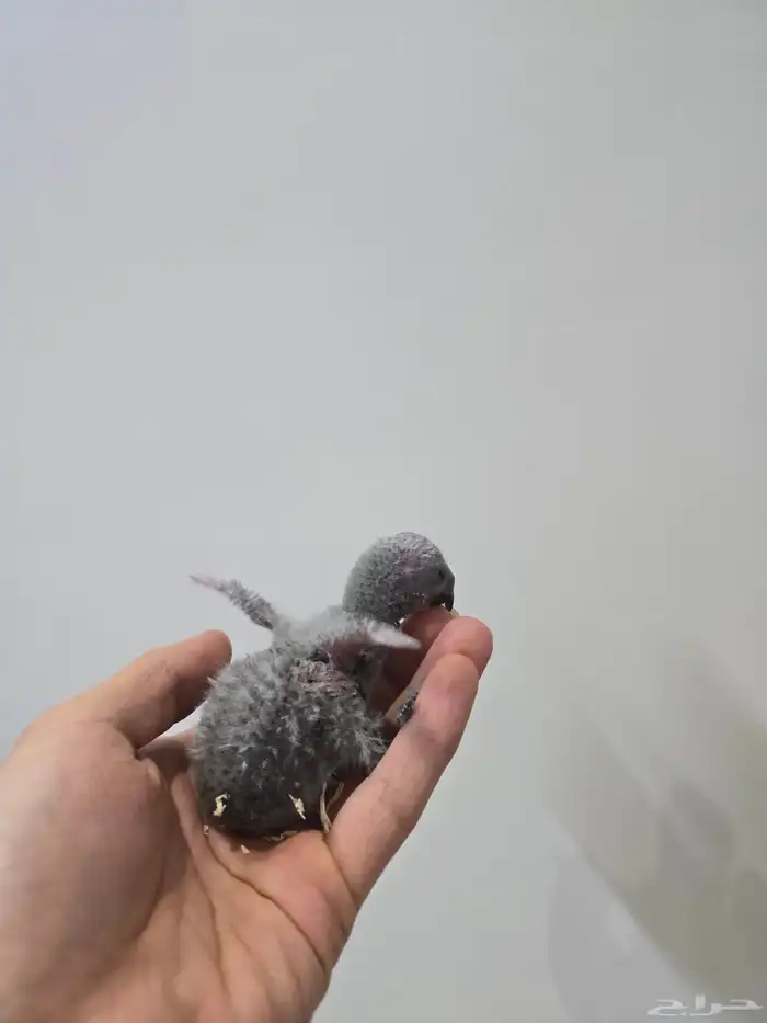 فرخ لوري بلو ستريك 2