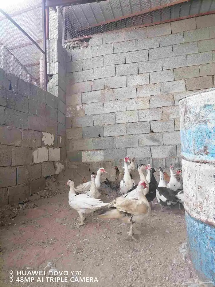 للبيع بط بلدي درجة أولى سعر مغري 4