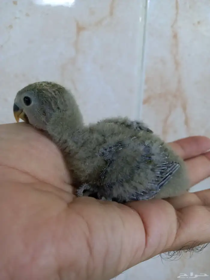 للبيع فرخ روز 2