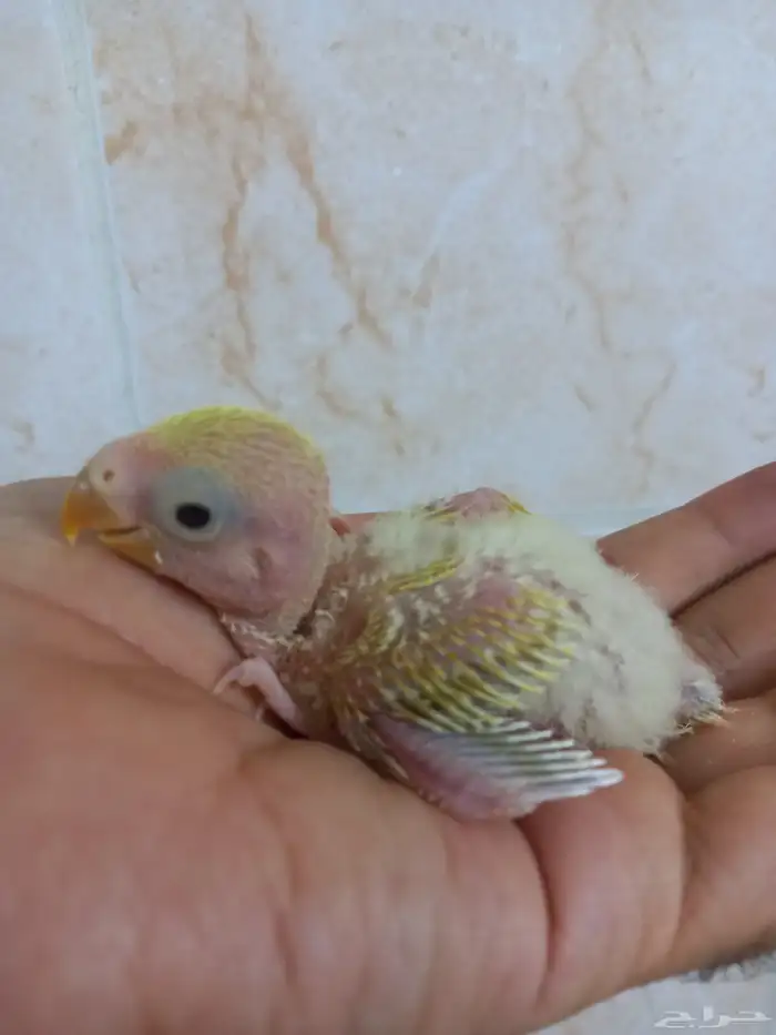 فرخ روز لون مميز 4