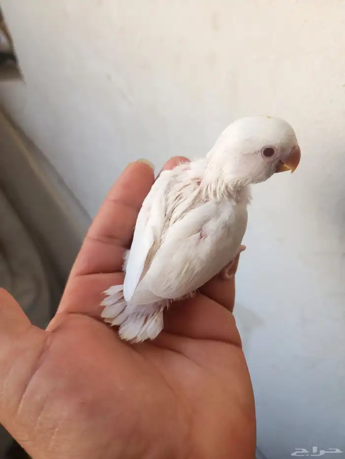 فرخ روز البينو (تم البيع ) 0