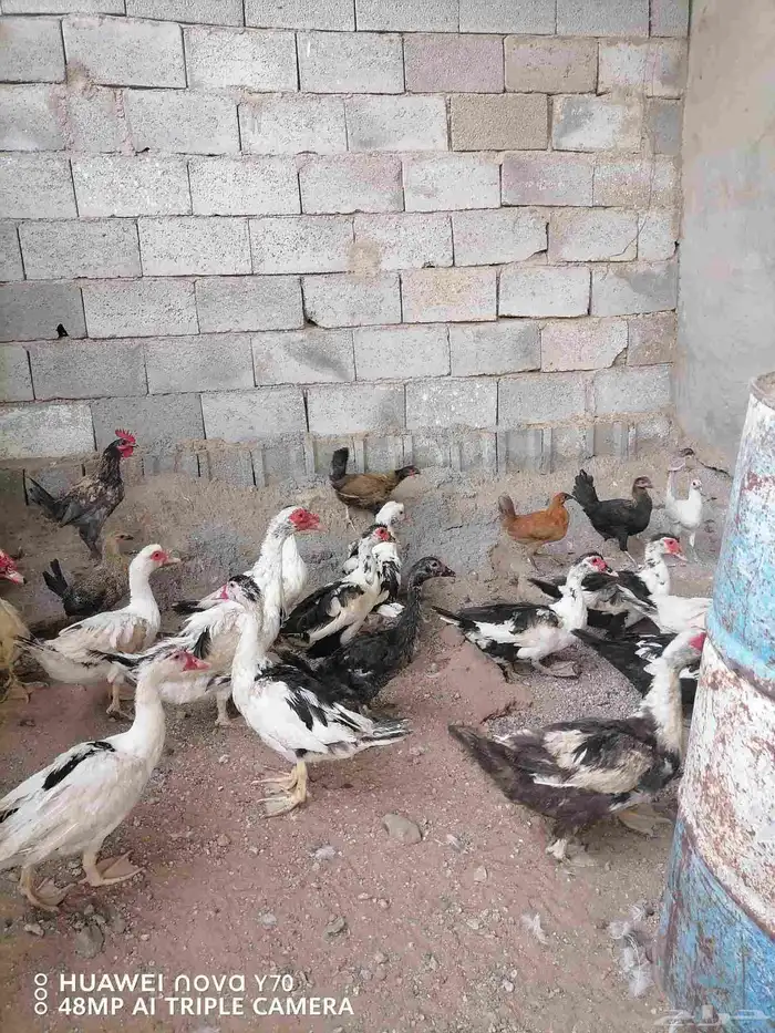 للبيع بط بلدي درجة أولى سعر مغري 2
