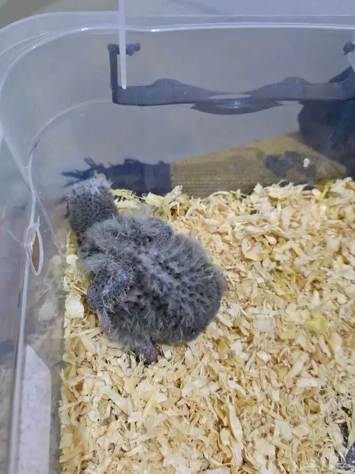 فرخ لوري بلو ستريك 0