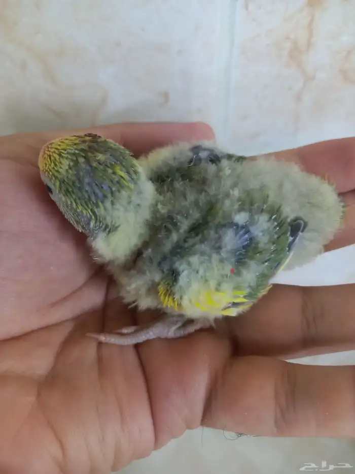 للبيع فرخ روز ابرق 1