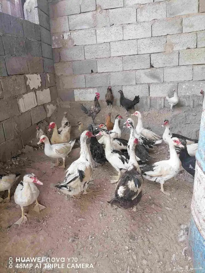 للبيع بط بلدي درجة أولى سعر مغري 5