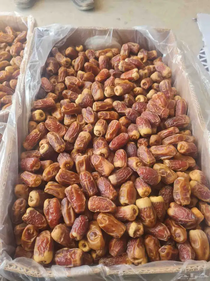 يوجد الدينا صقعي كميات مفتوحه وكذالك يوجد الدينا خظري 0