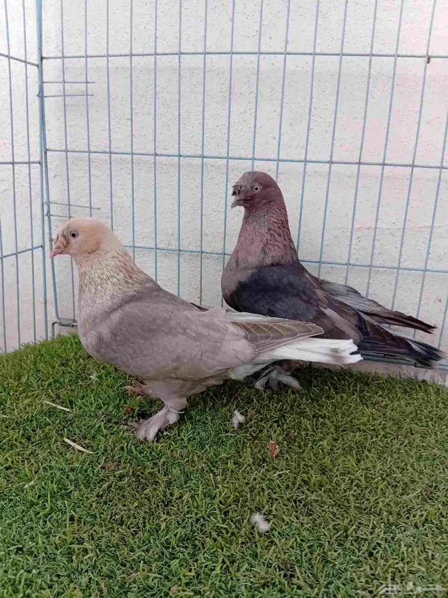 زوج تركي 2
