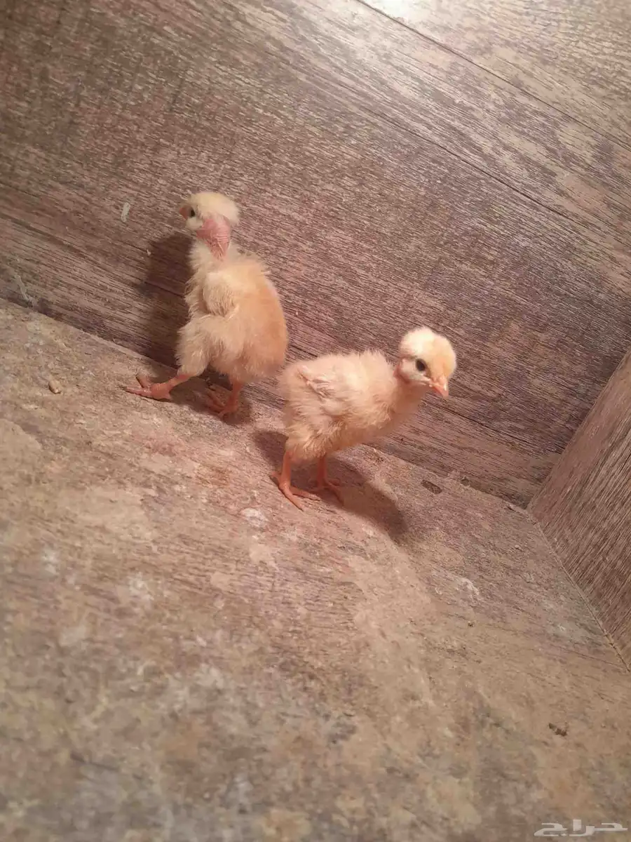 صوص الدجاج التركي 1