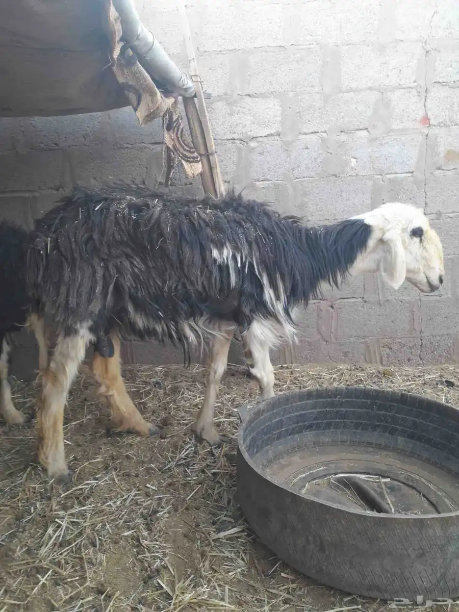 غنم نجد ضعاف 0