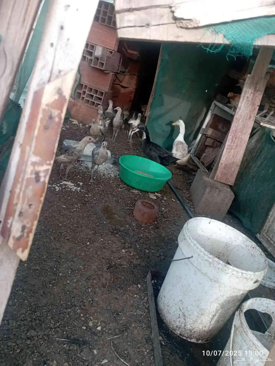 زوج بط ذكروانثى 2