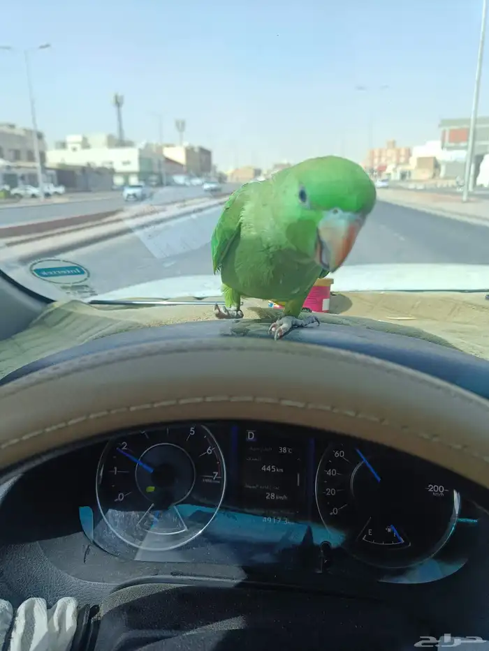 عندي طير دره مفقود من يعثر عليه يتواصل معي وجزاه الله الف خي 0